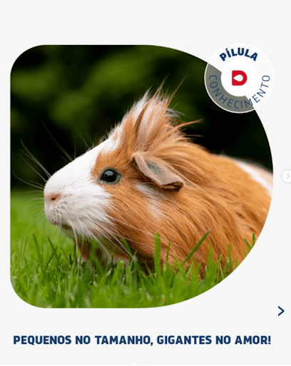 Porquinhos da Índia - Os porquinhos-da-índia são curiosos e espertos, estão sempre prontos para explorar e interagir com seus cuidadores. 🐹❤

Pensando em ter um porquinho-da-índia? Confira o carrossel com todas as dicas que você precisa saber antes de adotar 🐹✨

#DrogaVET #CuidadosComPets #Porquinho-da-índia #Roedores #AmorAnimal #SaúdeAnimal #BemEstarPet #MedicinaVeterinaria #Vets #MedicamentosPETsonalizados