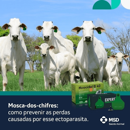 Mosca-Dos-Chifres: Como Prevenir As Perdas Causadas Por Esse Ectoparasita - Esse parasita gera grandes perdas econômicas na pecuária, afetando tanto a saúde animal quanto a produtividade. Entre os principais impactos estão: redução no ganho de peso, queda na produção de leite e carne, menor taxa reprodutiva, além de ferimentos e infecções secundárias. Com picadas doloridas, a mosca-dos-chifres também compromete o bem-estar do rebanho e reduz a qualidade do couro. Para um controle eficaz, aposte em Neocidol® B40 ou Expert® Brinco, os brincos mosquicidas da MSD Saúde Animal! Com ação prolongada e eficácia comprovada, eles combatem esse ectoparasita, incluindo as cepas resistentes a piretróides, protegendo seus animais por até 5 meses! Adquira já os brincos mosquicidas da MSD Saúde Animal e leve tranquilidade para sua produção.

MSD Saúde Animal.