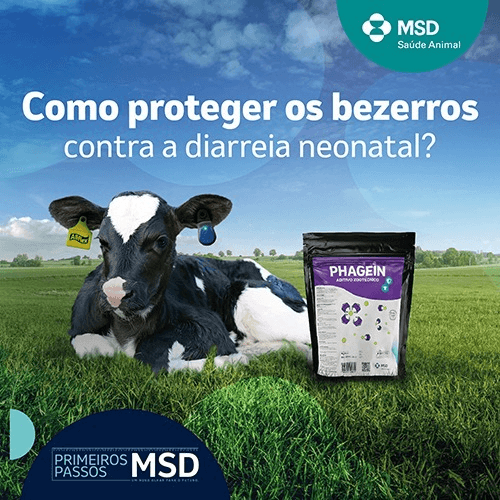 Phagein - A diarreia neonatal é uma das principais causas de mortalidade nos primeiros dias de vida das bezerras. Para ajudar na prevenção, é essencial manter boas práticas de manejo e investir em soluções que fortaleçam a saúde intestinal desses animais. O uso de aditivos zootécnicos que atuam na redução de bactérias enteropatogênicas como E. coli e Salmonella spp. é uma estratégia eficaz. Eles contribuem para o equilíbrio da microbiota intestinal e promovem o desenvolvimento saudável das bezerras. Pensando nisso, a MSD Saúde Animal apresenta seu mais novo lançamento: Phaegin! Com Phagein, você tem proteção contra a diarreia neonatal, bezerras mais saudáveis, praticidade no manejo e bem-estar animal. Phagein é o ponto de partida para um futuro promissor. 

Consulte seu Médico Veterinário e saiba mais sobre o produto!

MSD Saúde Animal.