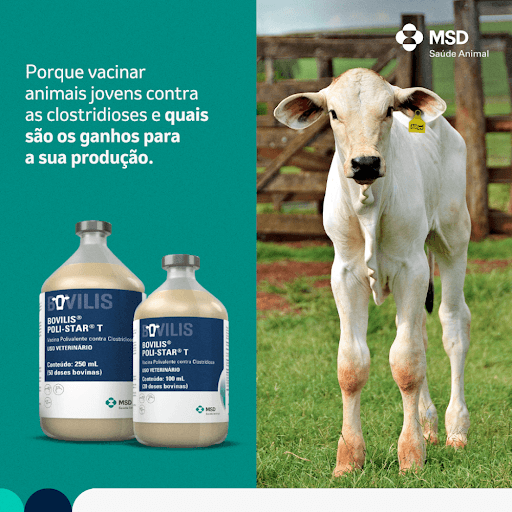 Bovilis® Poli-Star® T - As clostridioses são doenças causadas por bactérias que produzem toxinas, causando danos graves à saúde do rebanho e grandes prejuízos econômicos para a produção. A vacinação de animais jovens contra as clostridioses é essencial, pois permite que eles desenvolvam imunidade antes de serem expostos a ambientes contaminados. Isso reduz a mortalidade e melhora o desempenho em todas as fases de crescimento. Como benefícios da vacinação temos o aumento da produtividade, redução de custos com tratamento e bem-estar animal. Conte com Bovilis® Poli-Star® T da MSD Saúde Animal, uma vacina eficaz para prevenir clostridioses em bovinos, ovinos e caprinos sadios. Proteja seus animais e garanta a rentabilidade da sua produção! Consulte seu médico veterinário para mais informações.


MSD Saúde Animal.