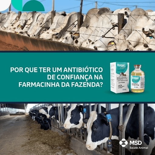 Porque que ter um antibiótico de confiança na farmacinha da fazenda? - Na rotina da fazenda, contar com um antibiótico confiável faz toda a diferença. Afinal, quando os desafios sanitários aparecem, é fundamental ter à mão uma solução eficaz, segura e de ação rápida para proteger a saúde dos animais e evitar prejuízos. 
Borgal®, da MSD Saúde Animal, é um antibiótico de amplo espectro que age de forma bactericida e bacteriostática, com resultados comprovados há mais de 20 anos. Com dose única, facilita o manejo e garante mais praticidade no dia a dia, além de ser indicado para bovinos e equinos em diversas situações clínicas. É mais segurança, confiança e tranquilidade para quem cuida do rebanho.

Consulte seu médico-veterinário e saiba mais sobre o produto.


MSD Saúde Animal.