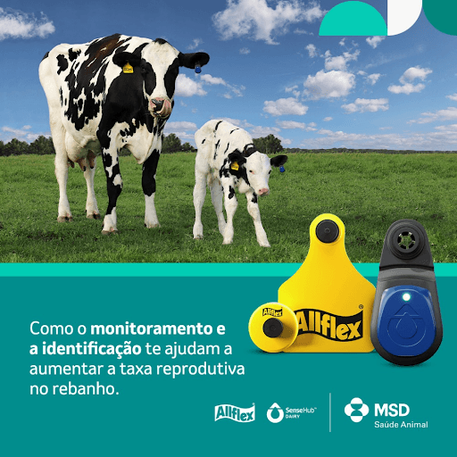 Allflex® e SenseHub® Dairy - O sucesso reprodutivo é um dos pilares fundamentais para a rentabilidade e evolução da pecuária. Por isso, o monitoramento e a identificação dos animais são tão importantes, pois, com estas práticas, os pecuaristas podem tomar decisões mais assertivas e eficientes para aumentar a taxa reprodutiva. A identificação individual facilita os registros e acompanhamento de dados reprodutivos, fornece agilidade nos manejos, ajuda na seleção genética direcionada de animais com melhores características reprodutivas, por exemplo. Já o monitoramento fornece informações de quais vacas estão no cio, qual o melhor momento para a inseminação e detecção precoce de doenças. Para identificação e monitoramento de animais, o pecuarista pode contar com Allflex® e SenseHub® Dairy da MSD Saúde Animal, dois produtos de alta tecnologia que mudarão a gestão da sua fazenda e darão mais liberdade para a sua produção. Consulte seu médico veterinário para saber mais.

MSD Saúde Animal.