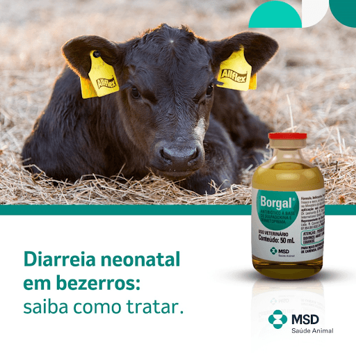 Borgal® - A diarreia neonatal é uma das principais causas de mortalidade em bezerros recém-nascidos. Essa condição pode ser causada por uma variedade de agentes patogênicos e pode levar o animal à desidratação e, se não tratada adequadamente, à morte. Um manejo adequado e um tratamento rápido e eficaz são essenciais para a recuperação da saúde dos bezerros afetados. Pensando nisso, para tratamento da diarreia neonatal, é necessário a utilização de um antimicrobiano segundo a indicação de um médico veterinário. E para ajudar o pecuarista com esse desafio, ele pode contar com Borgal® da MSD Saúde Animal, um antimicrobiano injetável e versátil a base de Sulfadoxina + Trimetoprima, indicado para tratamento de diarreia e outras doenças. Borgal® é um produto eficaz, de confiança e que está a mais de 20 anos no mercado. Conte com quem resolve seu problema. Borgal® não tem igual!


MSD Saúde Animal.